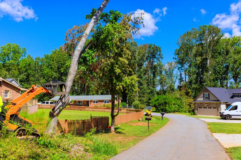 Tree Limbs Removal detail