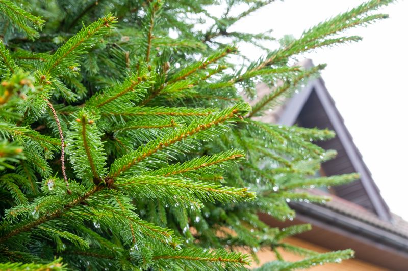 Pine Tree Pruning