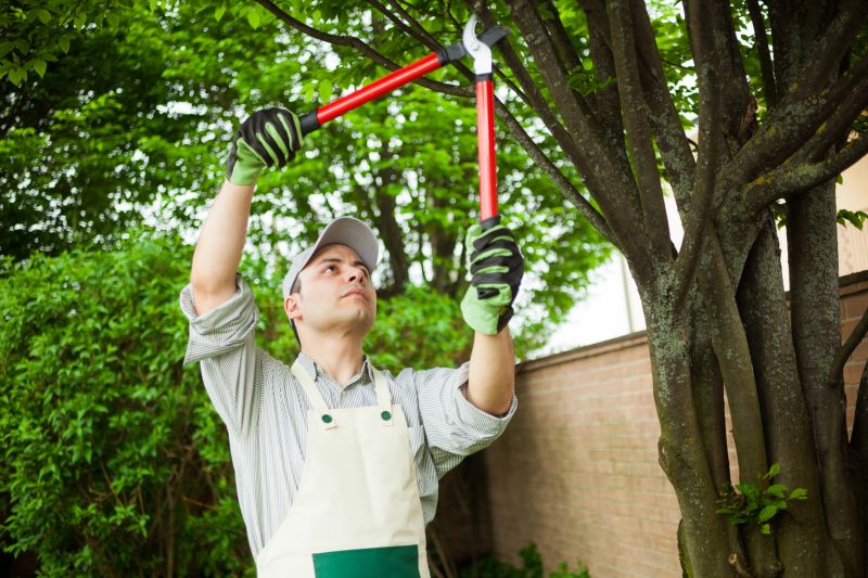 Arborist Inspecting Trees