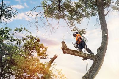 Tree Trimming Crew
