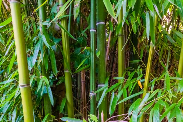 Cost of Bamboo Trimming in Bloomington