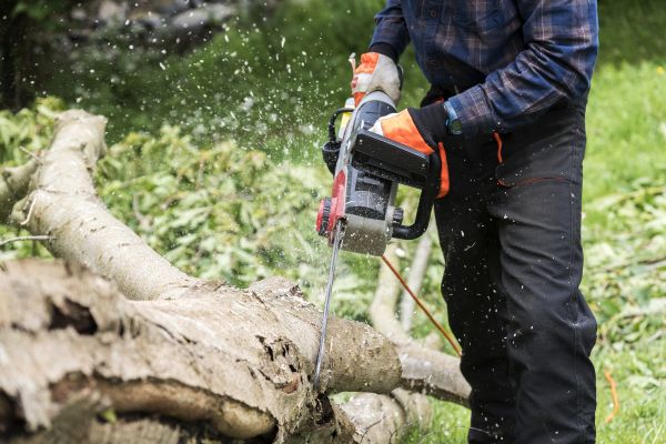 Branch Removal Service in Bloomington