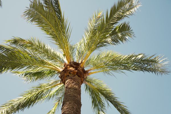 Palm Tree Pruning in Bloomington