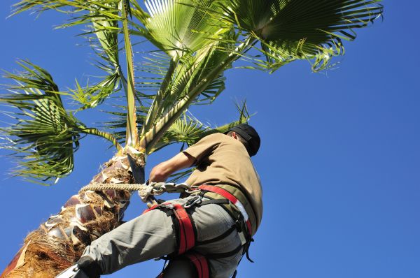 Palm Tree Trimming in Bloomington