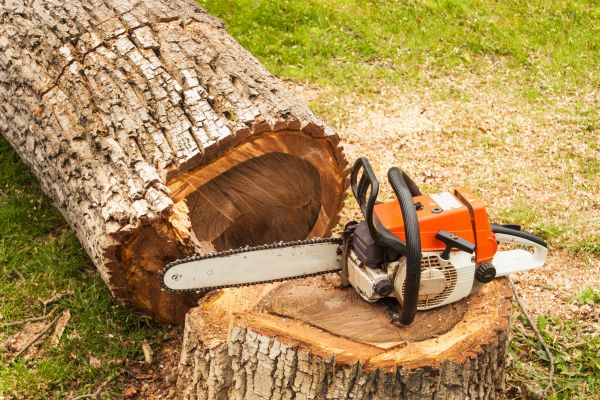 Tree Cutting Service in Bloomington
