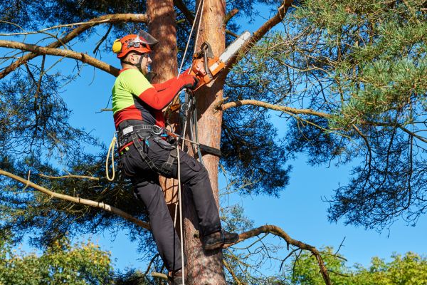 Tree Service in Bloomington