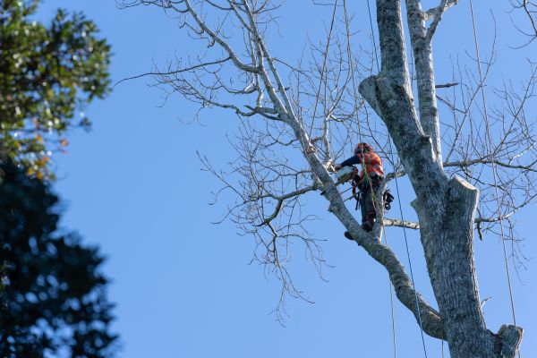 Tree Topping Service in Bloomington
