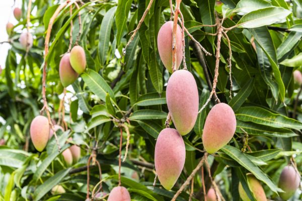 Mango Tree Trimming in Bloomington