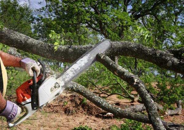 Cost of Tree Branch Cutting in Bloomington
