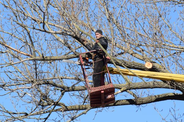 Emergency Tree Trimming in Bloomington