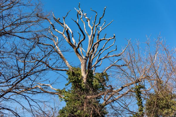Deadwood Removal in Bloomington