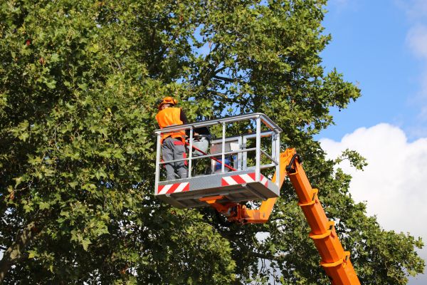 Commercial Tree Service in Bloomington