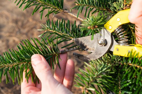 Pine Tree Pruning in Bloomington