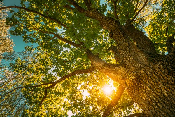 Oak Tree Pruning in Bloomington