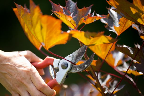 Maple Tree Pruning in Bloomington