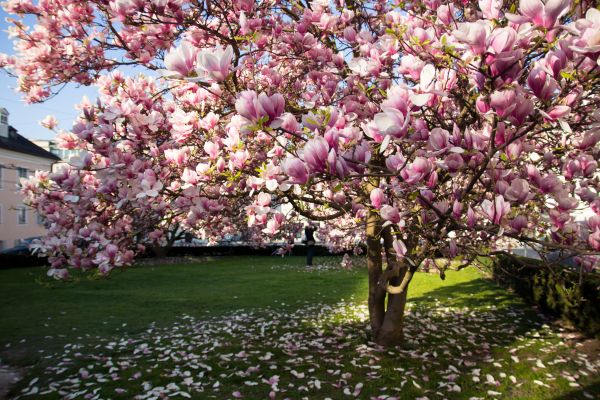 Cost of Magnolia Tree Pruning in Bloomington