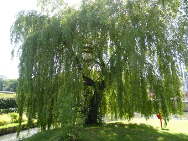 Cost of Willow Tree Trimming in Bloomington