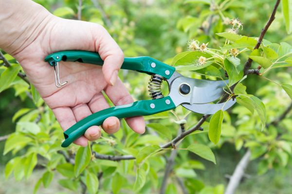 Pear Tree Pruning in Bloomington