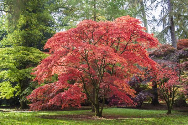 Japanese Maple Pruning in Bloomington