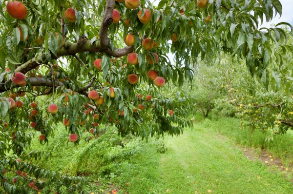 Peach Tree Pruning in Bloomington