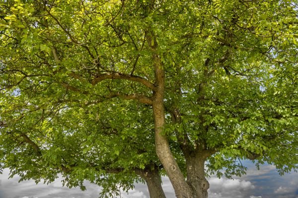 Walnut Tree Trimming in Bloomington