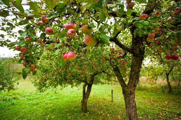 Apple Tree Pruning in Bloomington