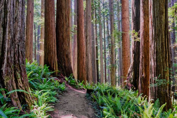 Redwood Tree Trimming in Bloomington