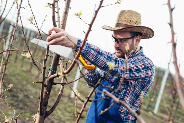 Orchard Tree Pruning in Bloomington