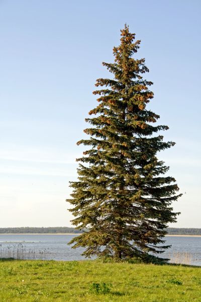Spruce Tree Pruning in Bloomington