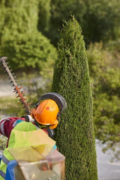 Cypress Tree Trimming in Bloomington