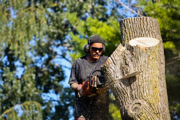 Ash Tree Pruning in Bloomington