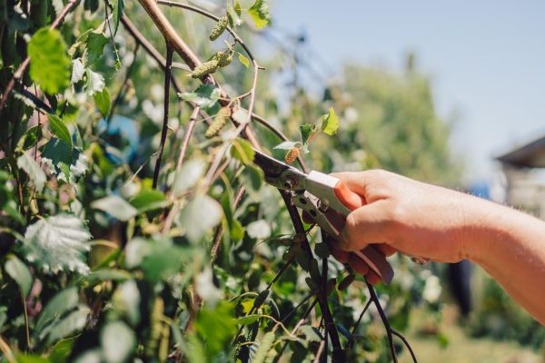 Cost of Birch Tree Pruning in Bloomington