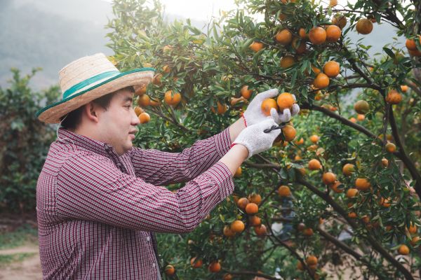 Cost of Orange Tree Pruning in Bloomington