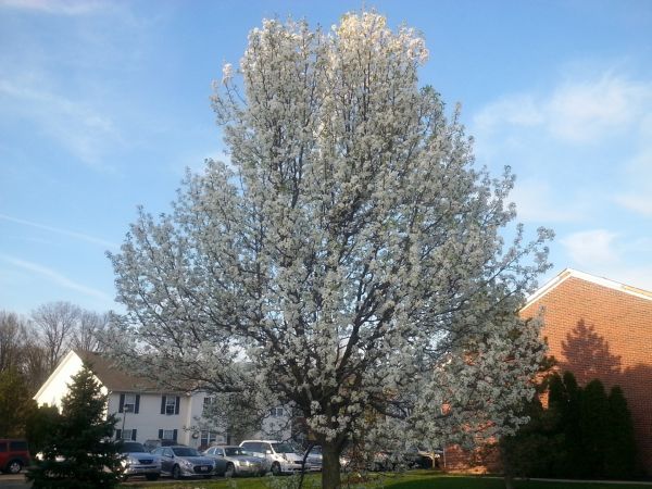 Cost of Bradford Pear Tree Pruning in Bloomington