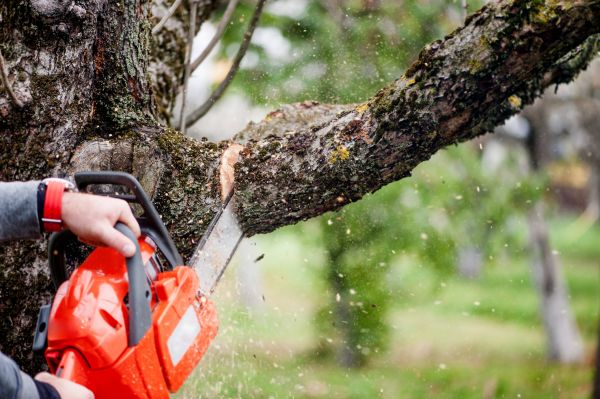 Branch Cutting Service in Bloomington