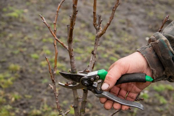 Pear Trees Pruning in Bloomington