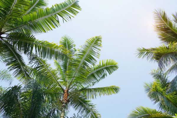 Queen Palm Tree Trimming in Bloomington
