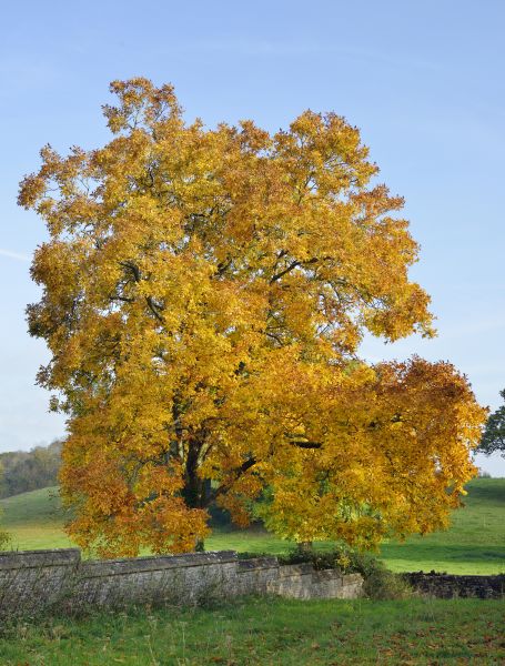Hickory Tree Trimming in Bloomington