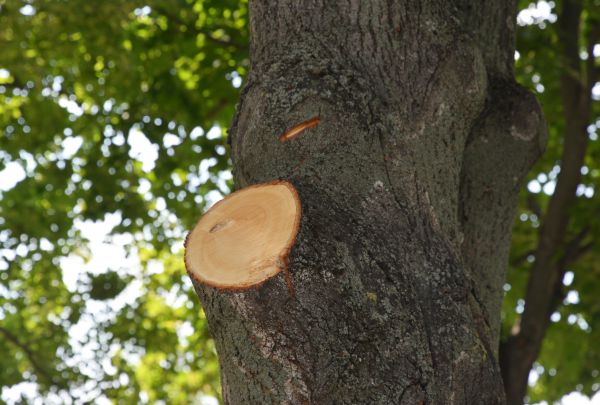 Limb Cutting in Bloomington