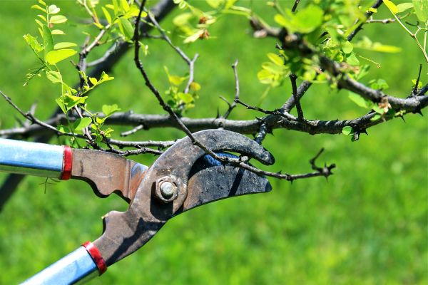 Branches Pruning in Bloomington