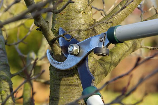 Tree Limb Trimming Service in Bloomington
