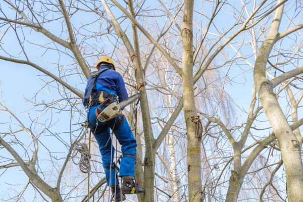 Large Tree Trimming in Bloomington