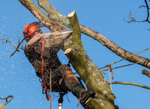 Tree Trimming Service in Bloomington
