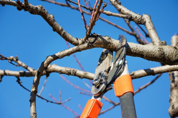 Tree Pruning in Bloomington