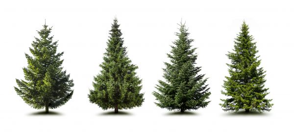 Cost of Pine Tree Trimming in Bloomington