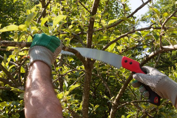 Apple Tree Trimming in Bloomington
